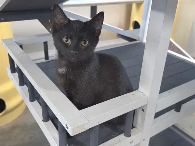 Poe - Domestic Short Hair