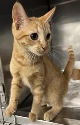 Lemon Drop - Domestic Short Hair