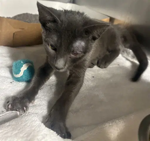 Marsha - Domestic Short Hair