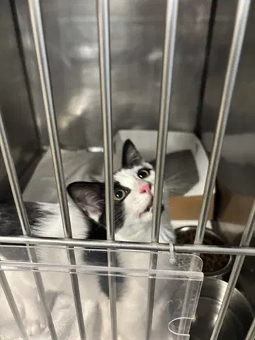 Elaine - Domestic Short Hair