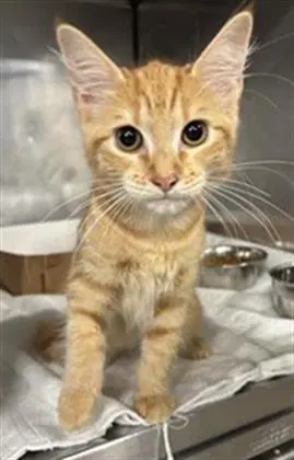 Aster - Domestic Short Hair