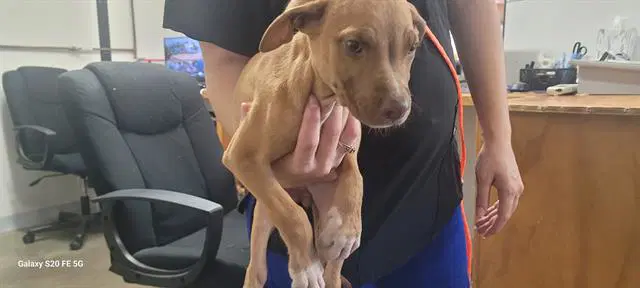 Orbit - Terrier