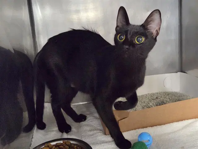 Cauldron - Domestic Short Hair