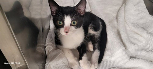 picture of the cat needing adoption