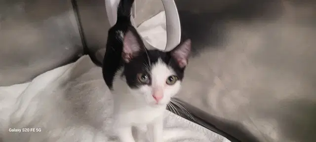 Esmerelda - Domestic Short Hair
