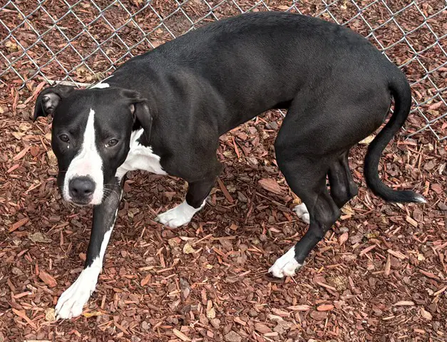 Belle - American Pit Bull Terrier