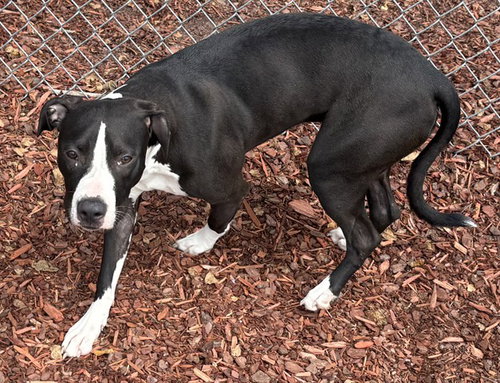 picture of the dog needing adoption