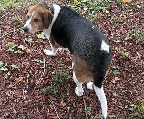 Xeta - Hound