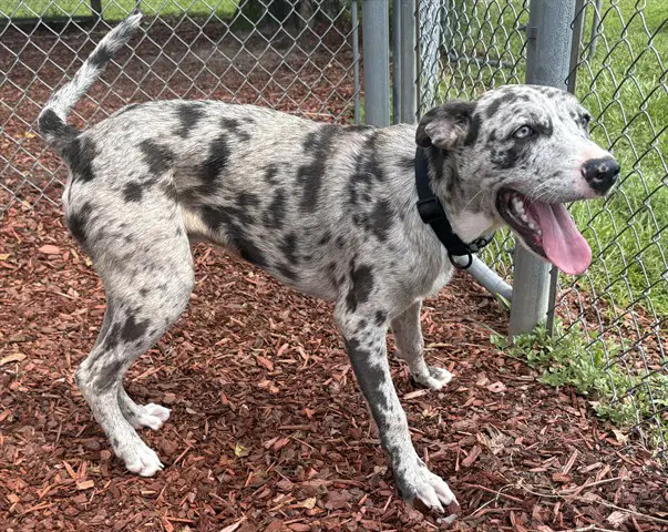Blue - Catahoula Leopard Dog