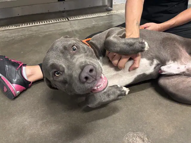 Titan - Pit Bull Terrier