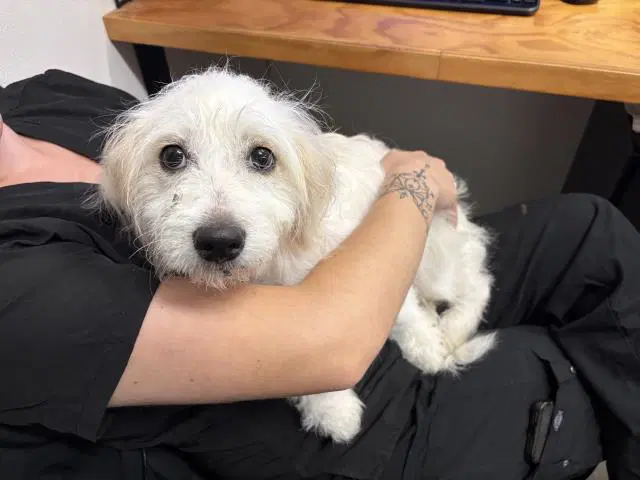 Lilly - Terrier
