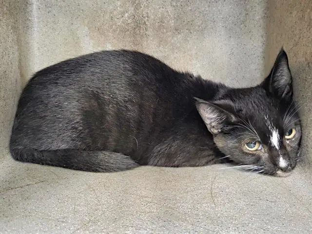 Ratt - Domestic Short Hair
