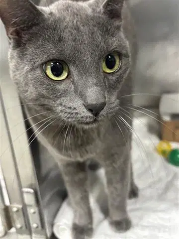Marion - Domestic Short Hair
