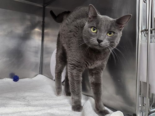 picture of the cat needing adoption