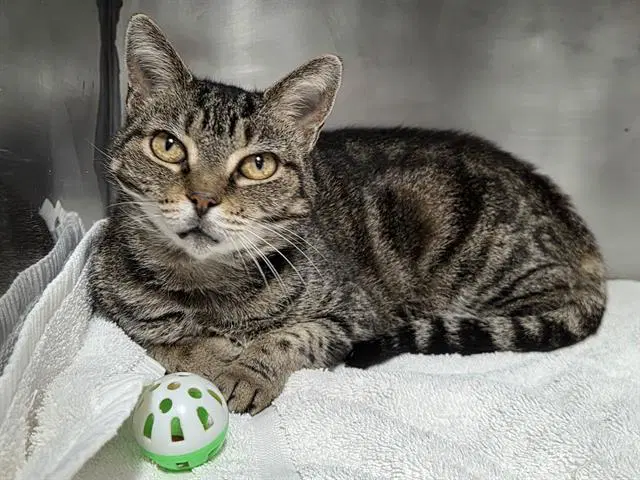 Nonnie - Domestic Short Hair