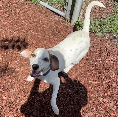 picture of the dog needing adoption