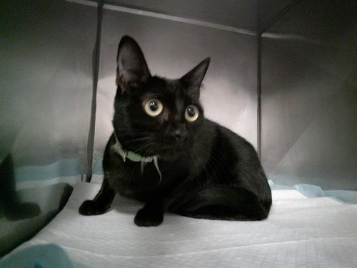 picture of the cat needing adoption