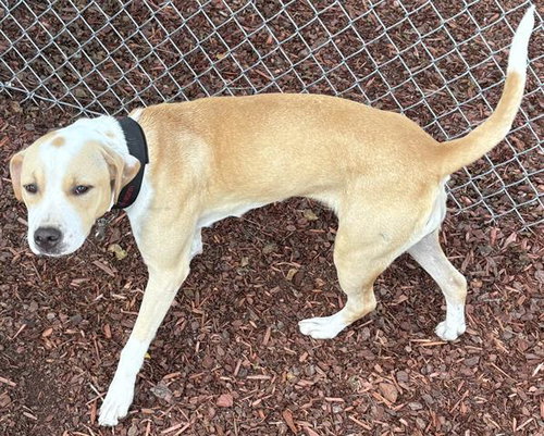 picture of the dog needing adoption