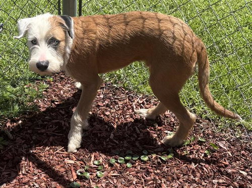picture of the dog needing adoption