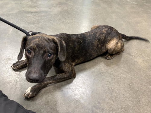 picture of the dog needing adoption