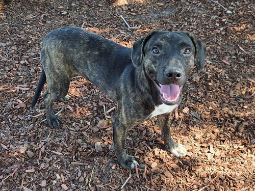 DON, a dog for adoption from Bay County Animal Control