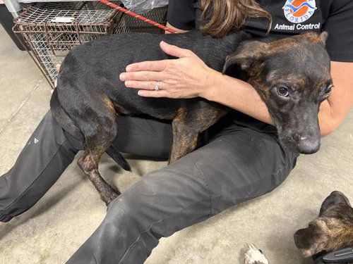 picture of the dog needing adoption