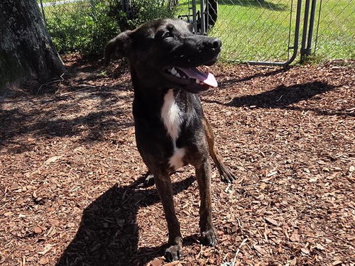 MATTHEW, a dog for adoption from Bay County Animal Control