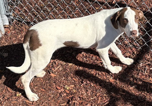 picture of the dog needing adoption