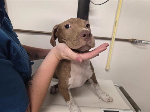 picture of the dog needing adoption