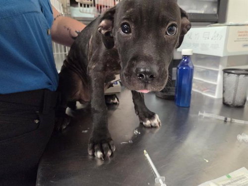 picture of the dog needing adoption