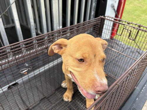picture of the dog needing adoption