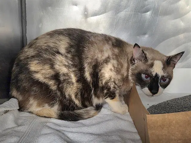 Baby - Domestic Short Hair