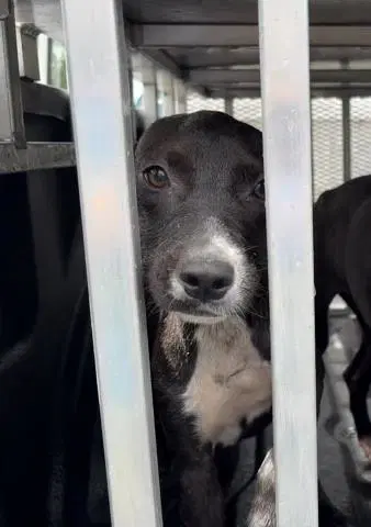 Flora - American Pit Bull Terrier