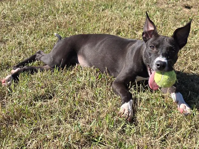 Flora - American Pit Bull Terrier