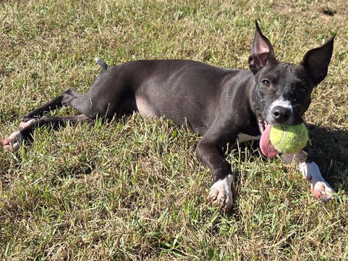 FLORA, a dog for adoption from Bay County Animal Control