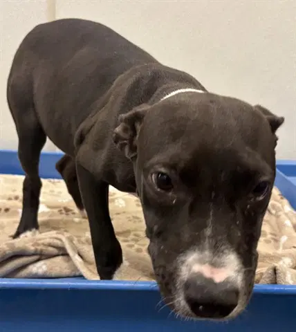 Fern - American Pit Bull Terrier