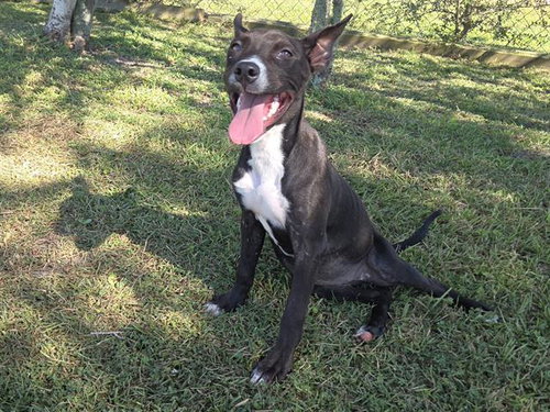 FERN, a dog for adoption from Bay County Animal Control
