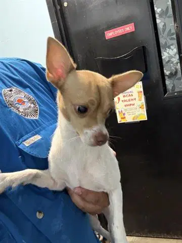 Tulip - Terrier