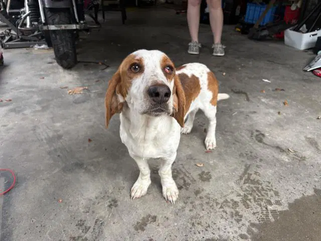 Humphrey - Basset Hound