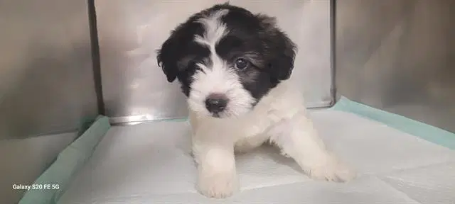 Willow - Shih Tzu