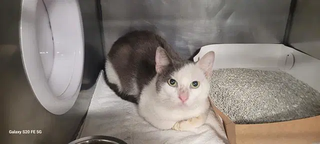 Baxter - Domestic Short Hair
