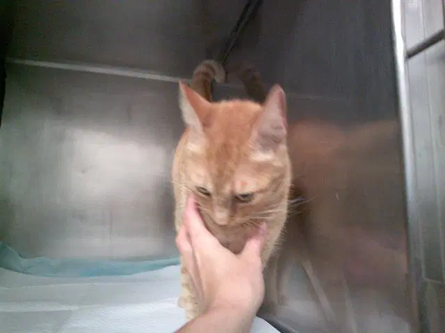 Unknown - Domestic Short Hair