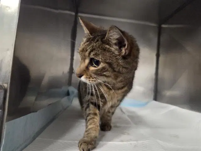 Maui - Domestic Short Hair