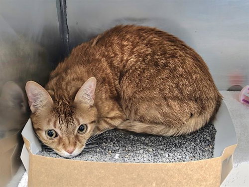 BINX, a cat for adoption from Bay County Animal Control