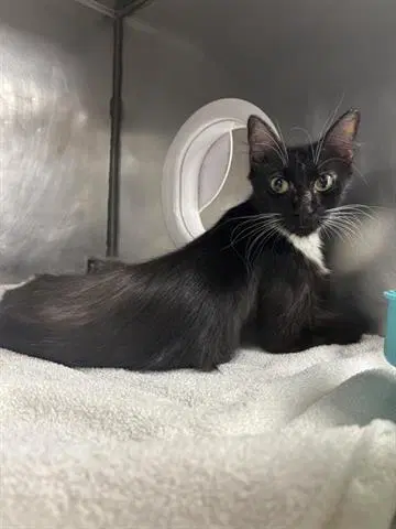 Mascrapone - Domestic Medium Hair