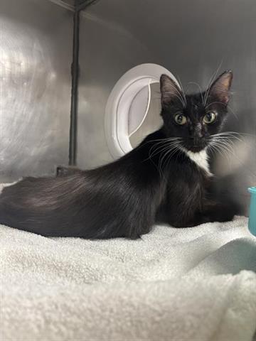 MASCRAPONE, a cat for adoption from Bay County Animal Control