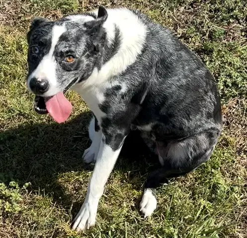 Bindi - Australian Cattle Dog/Blue Heeler