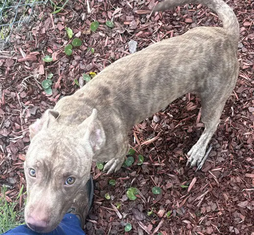 Brookie - Pit Bull Terrier