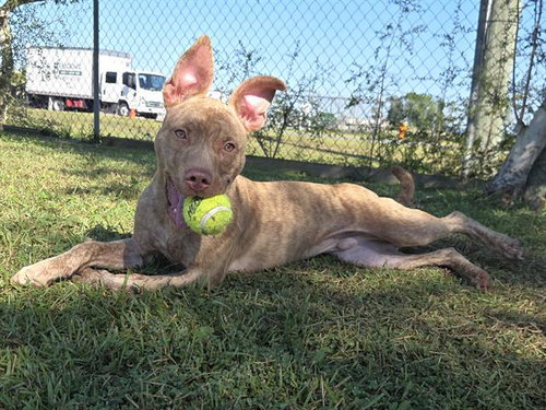 BROOKIE, a dog for adoption from Bay County Animal Control
