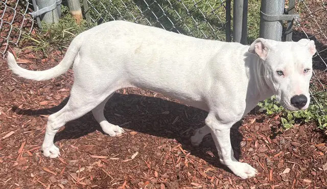 Brittany - Pit Bull Terrier